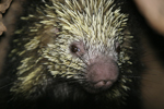 Mexican Hairy Porcupine    